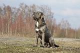 CANE CORSO 701